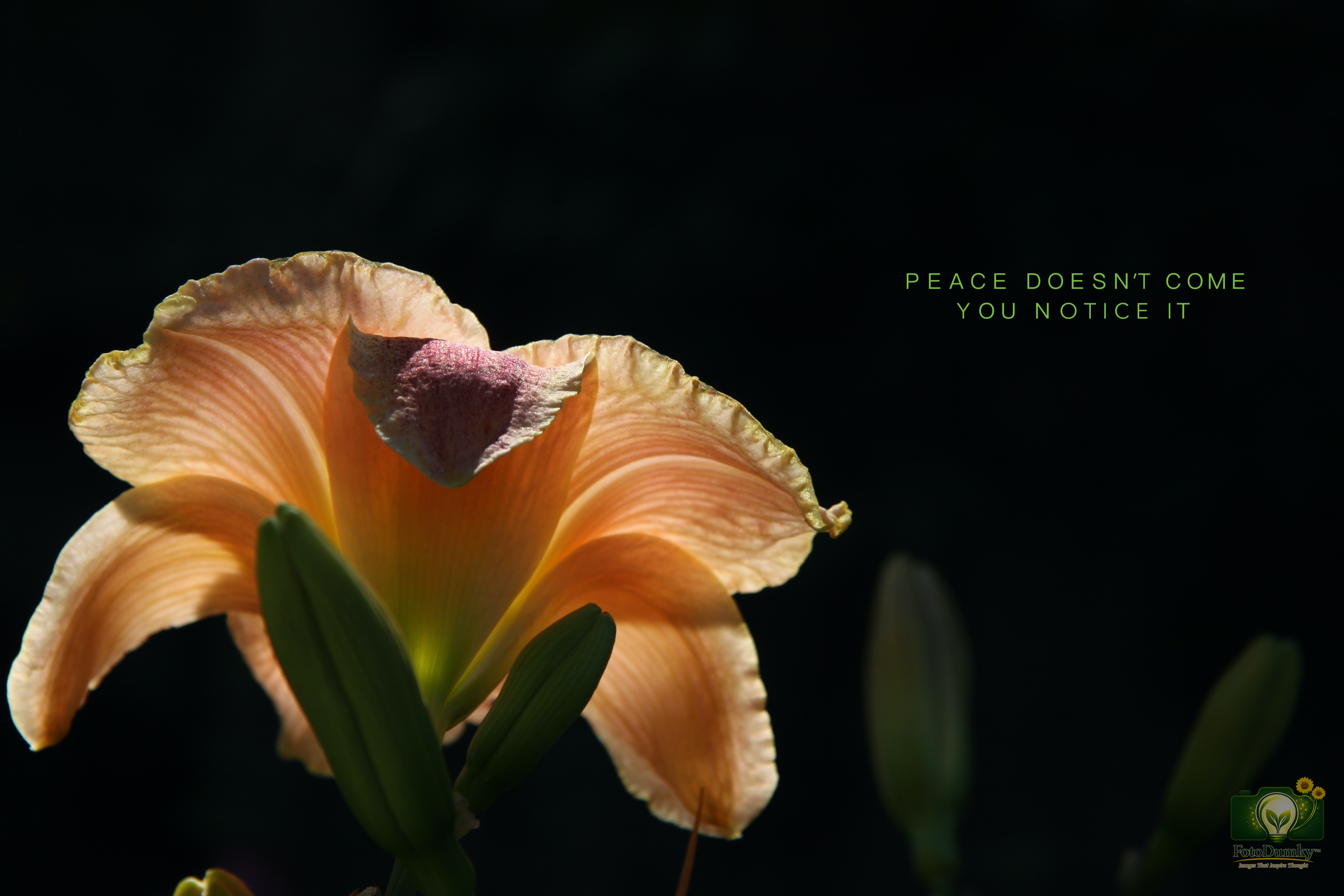 PEACE DOESN'T COME. YOU NOTICE IT