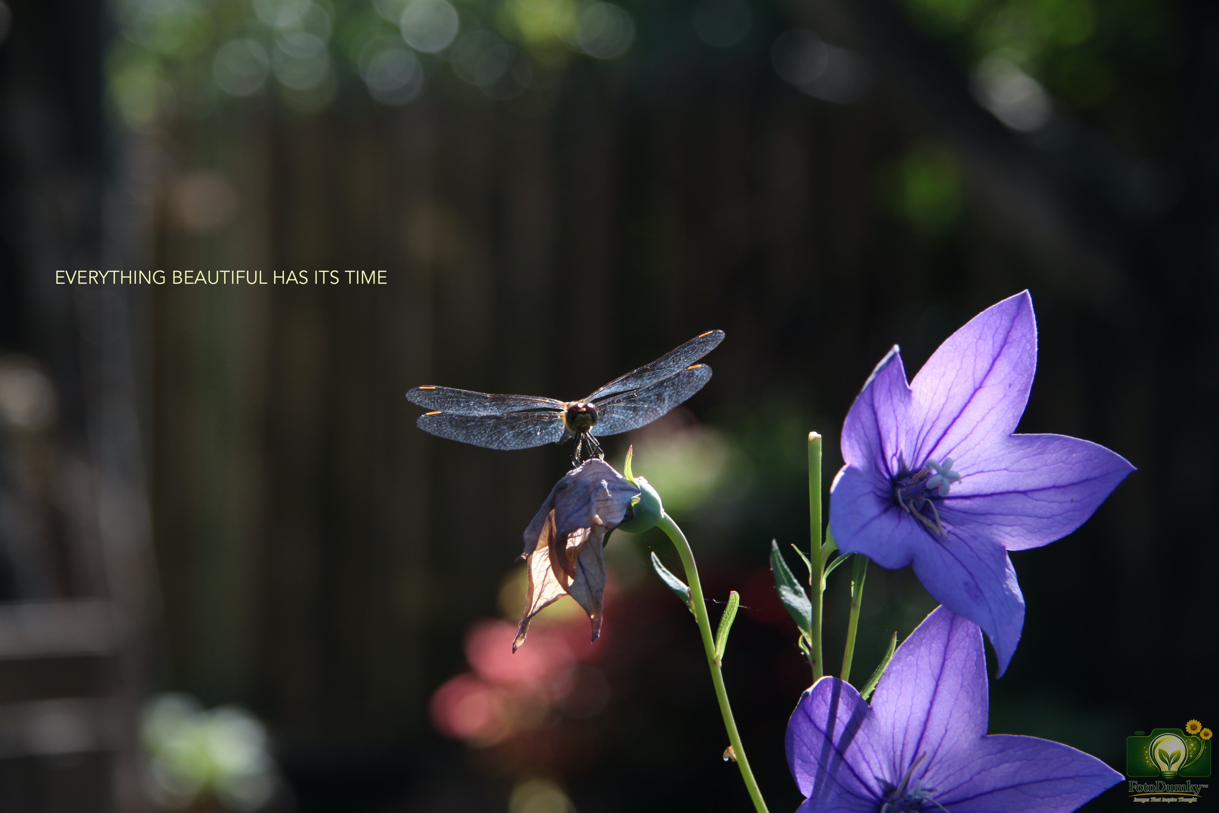 EVERYTHING BEAUTIFUL HAS ITS TIME
