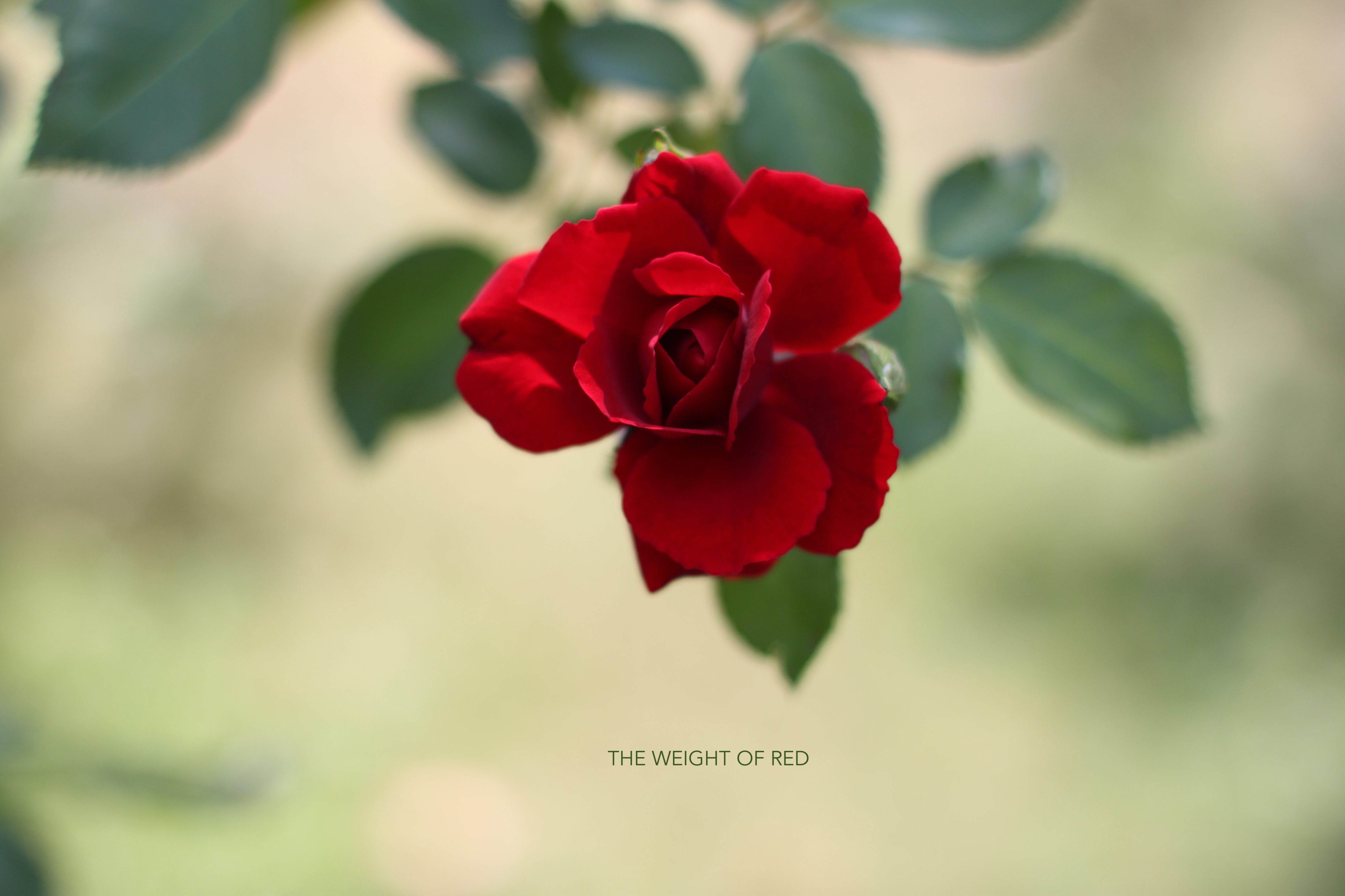 THE WEIGHT OF RED