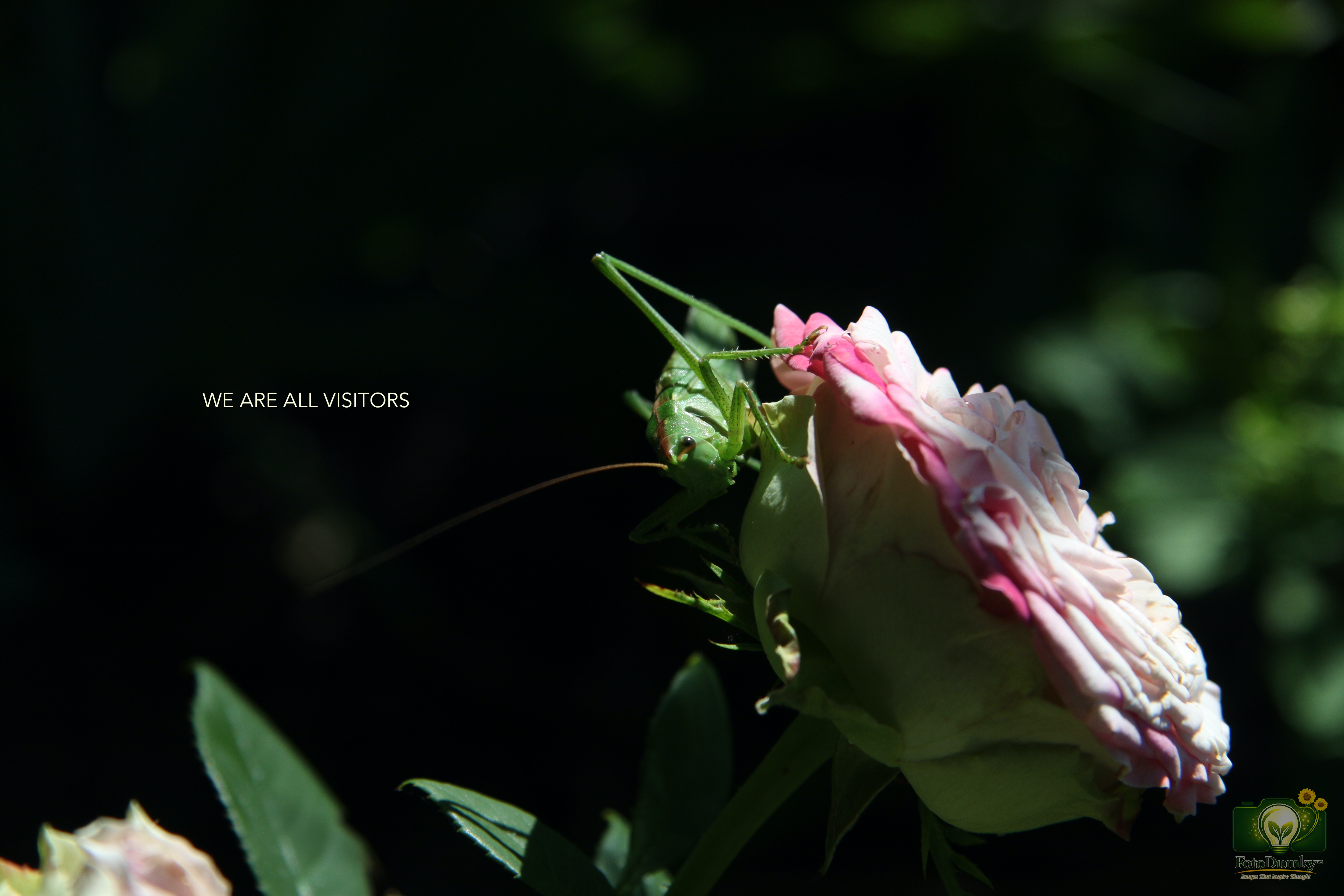 WE ARE ALL VISITORS