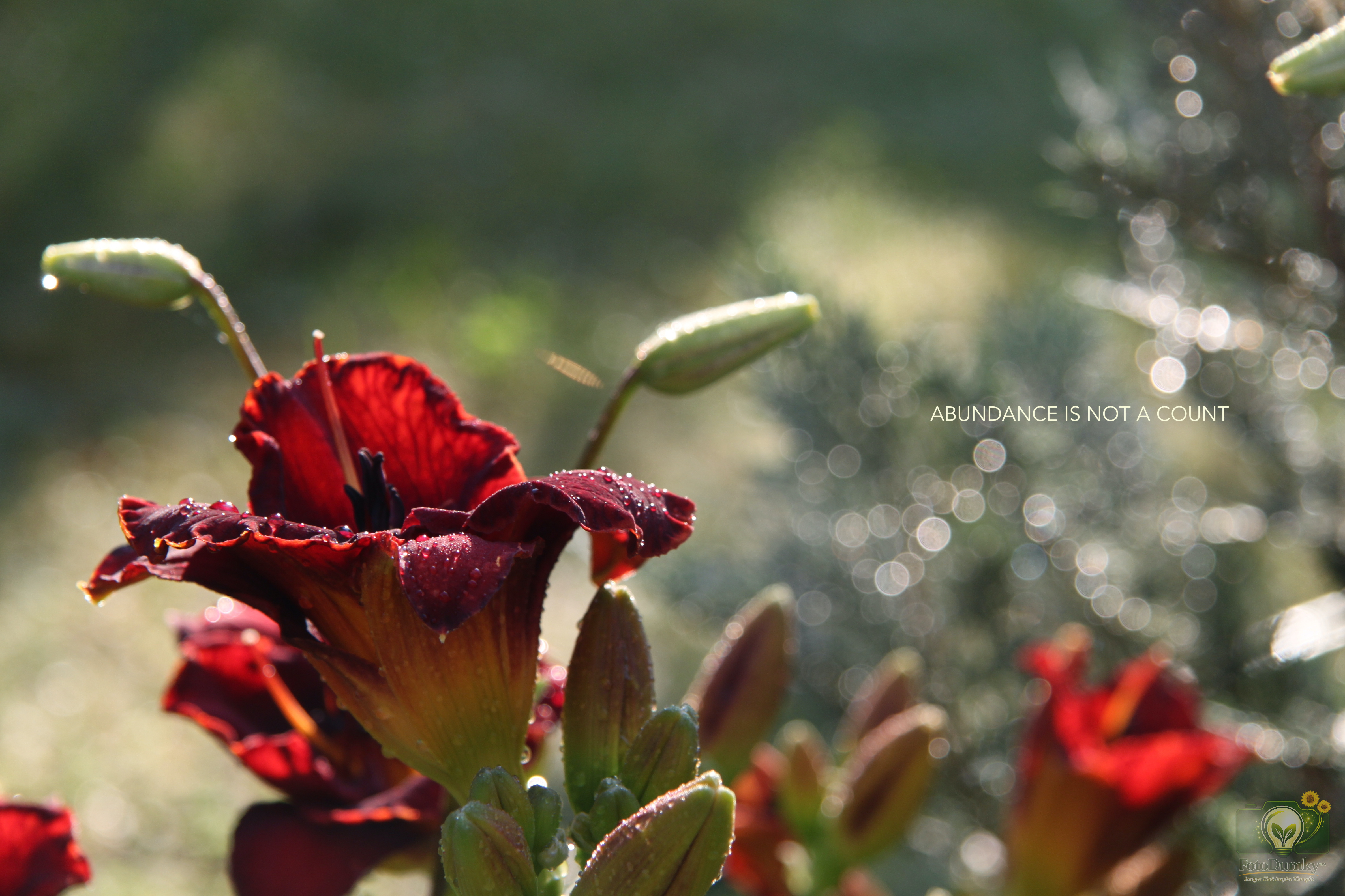 ABUNDANCE IS NOT A COUNT