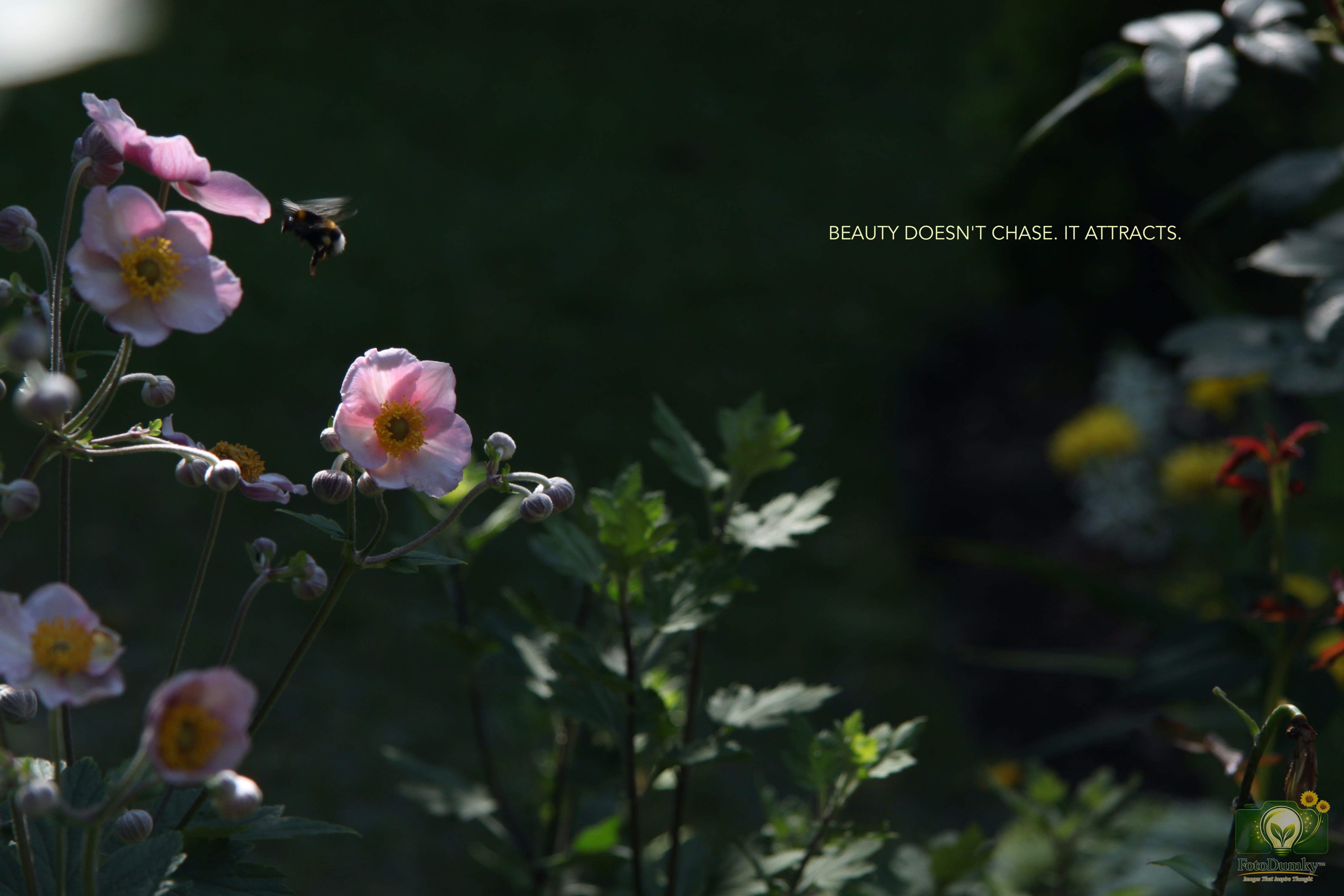 BEAUTY DOESN'T CHASE. IT ATTRACTS.