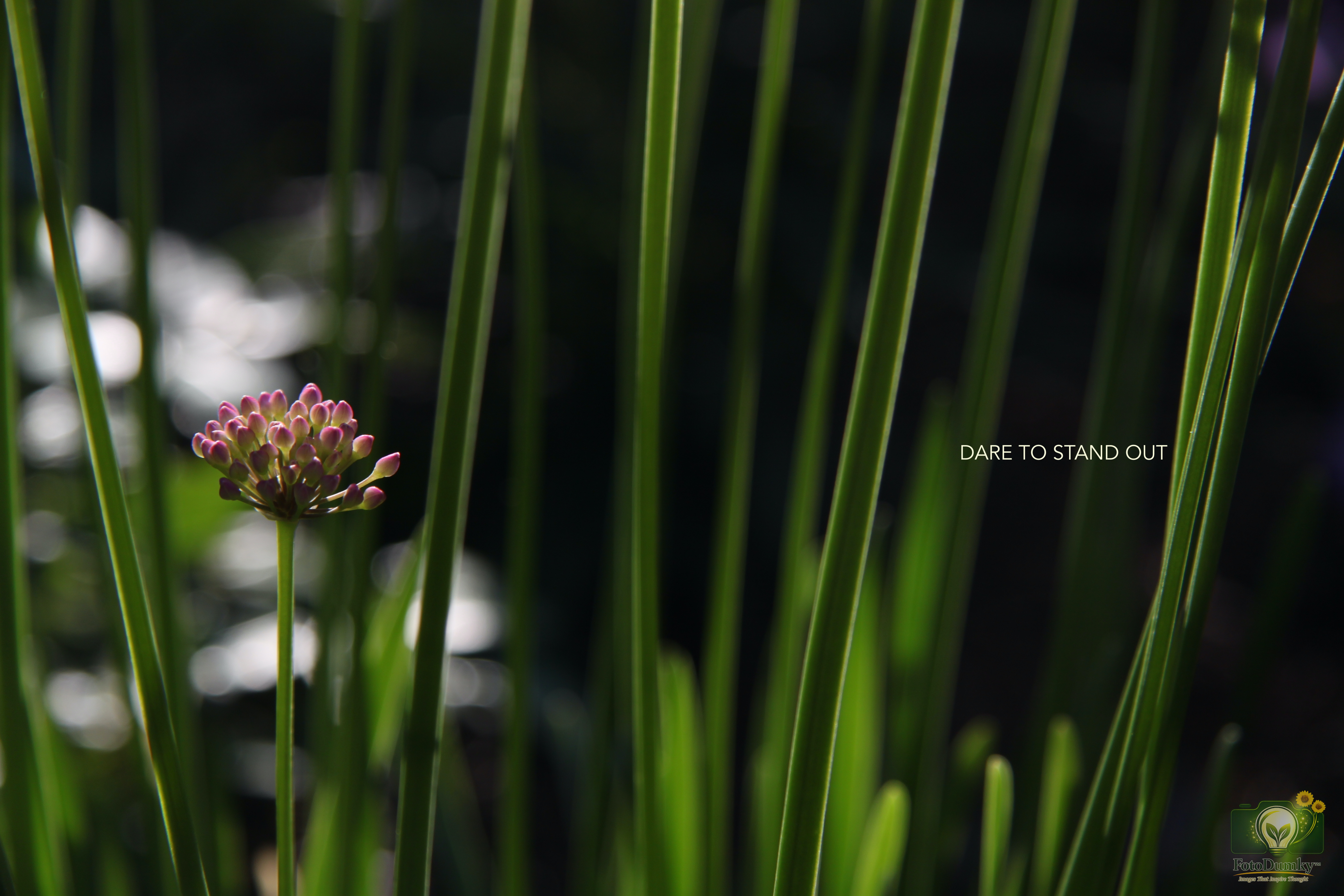 DARE TO STAND OUT