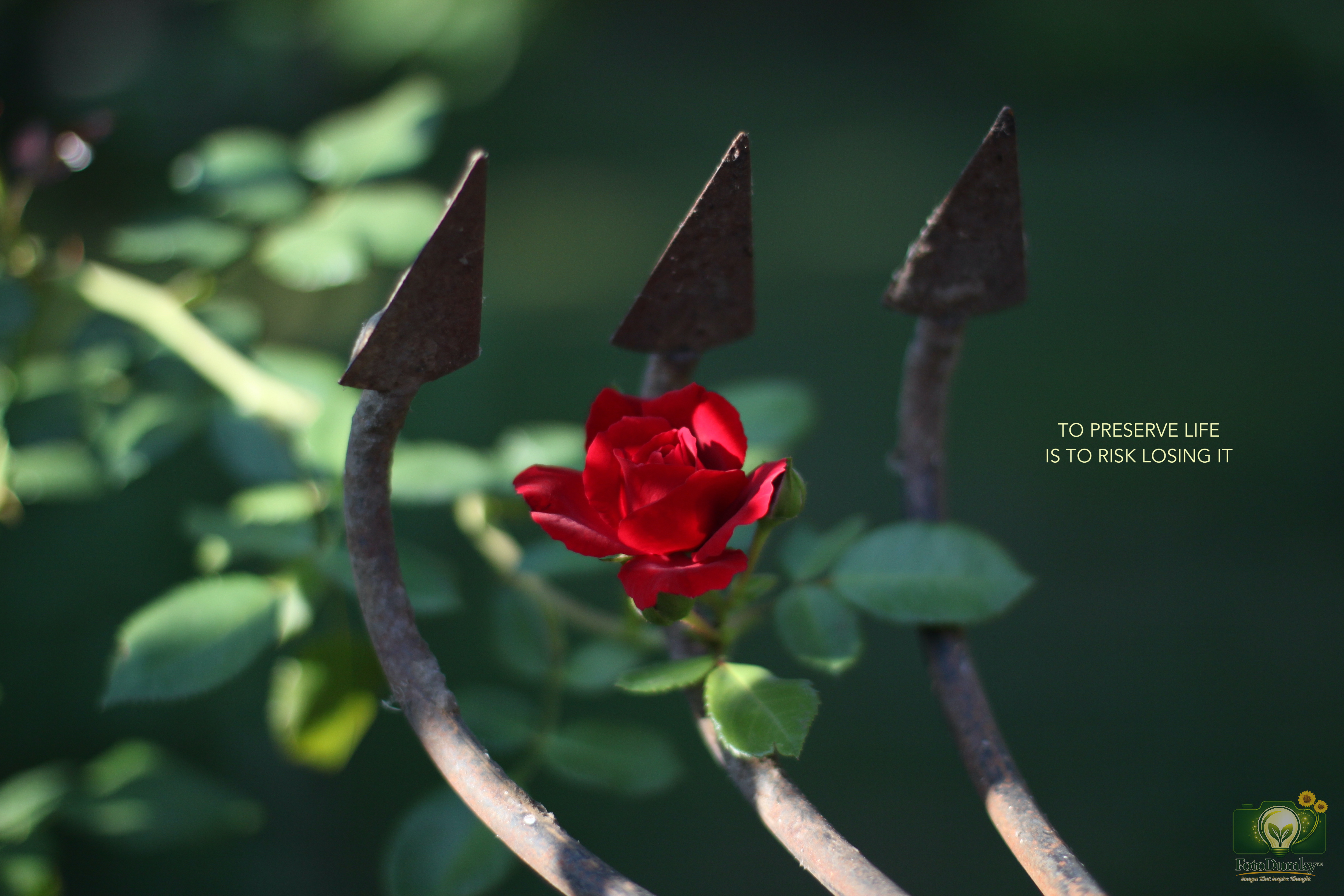 TO PRESERVE LIFE IS TO RISK LOSING IT