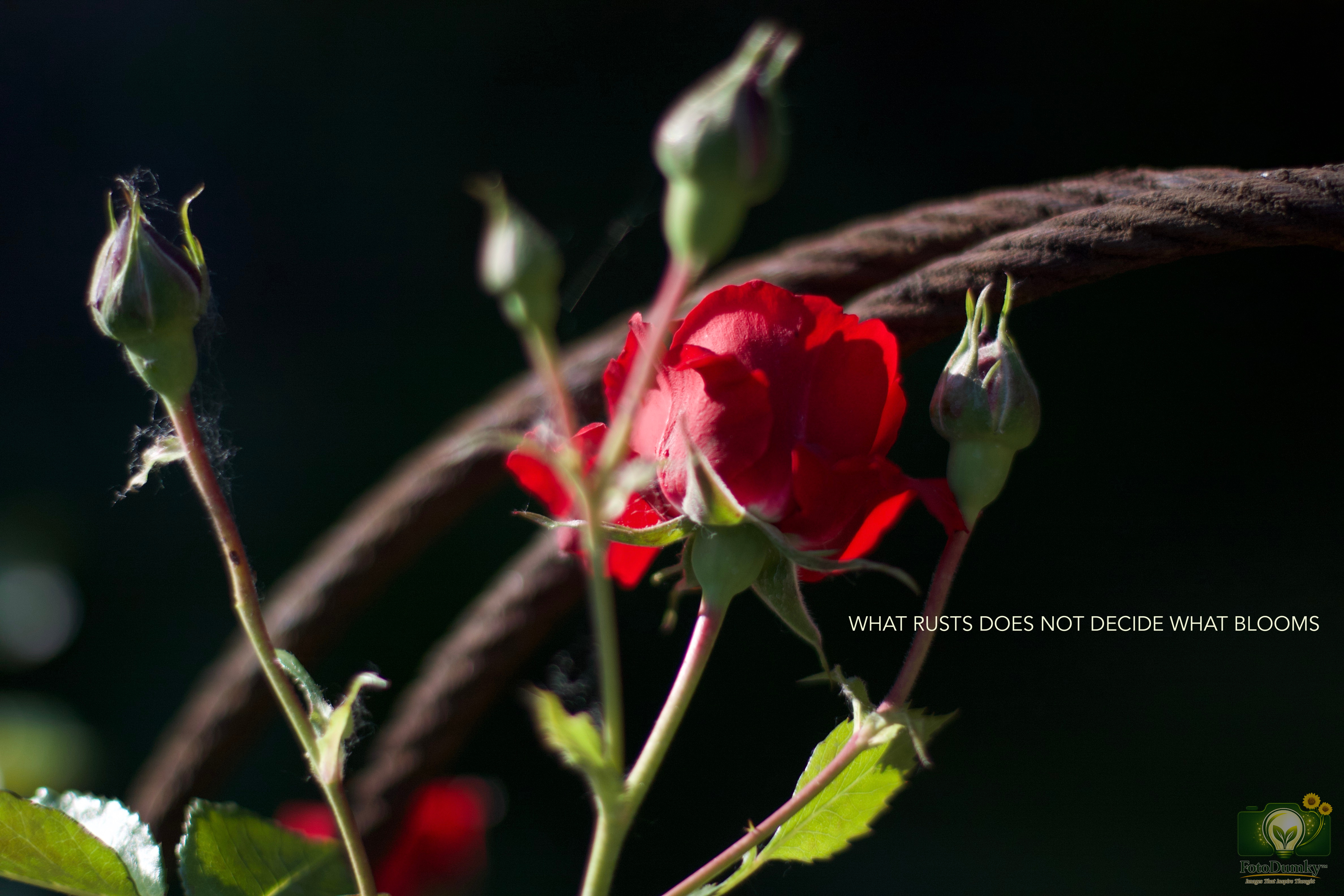 WHAT RUSTS DOES NOT DECIDE WHAT BLOOMS