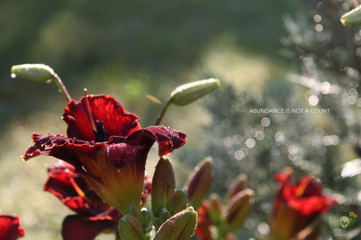 ABUNDANCE IS NOT A COUNT
