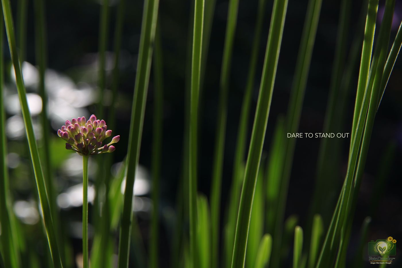DARE TO STAND OUT