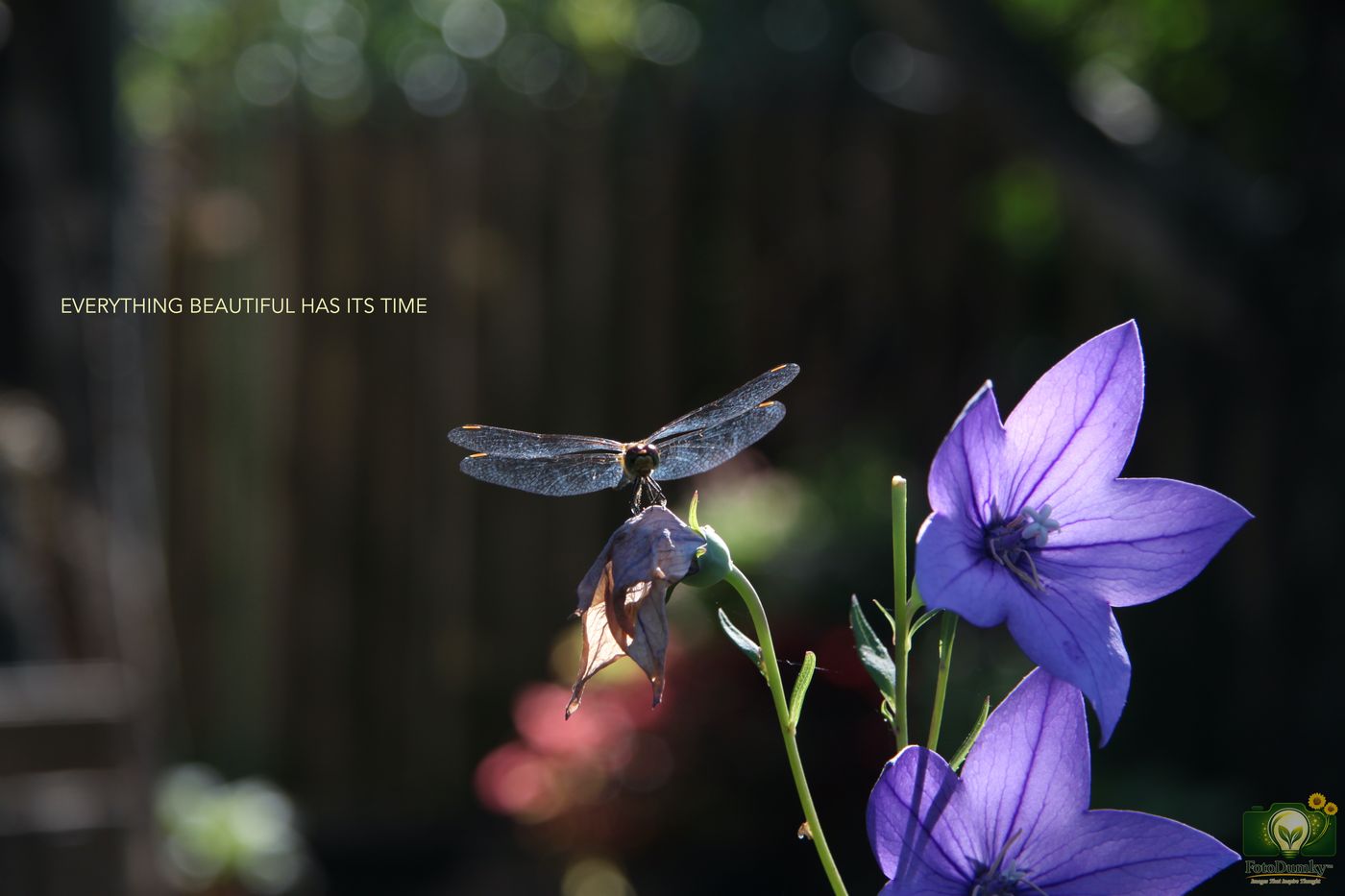 EVERYTHING BEAUTIFUL HAS ITS TIME