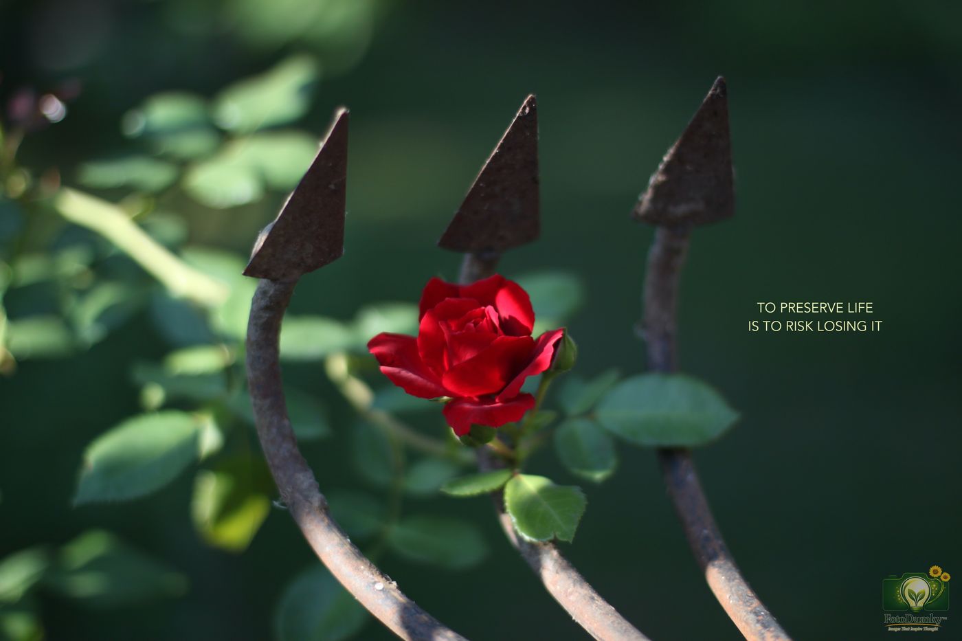 TO PRESERVE LIFE IS TO RISK LOSING IT